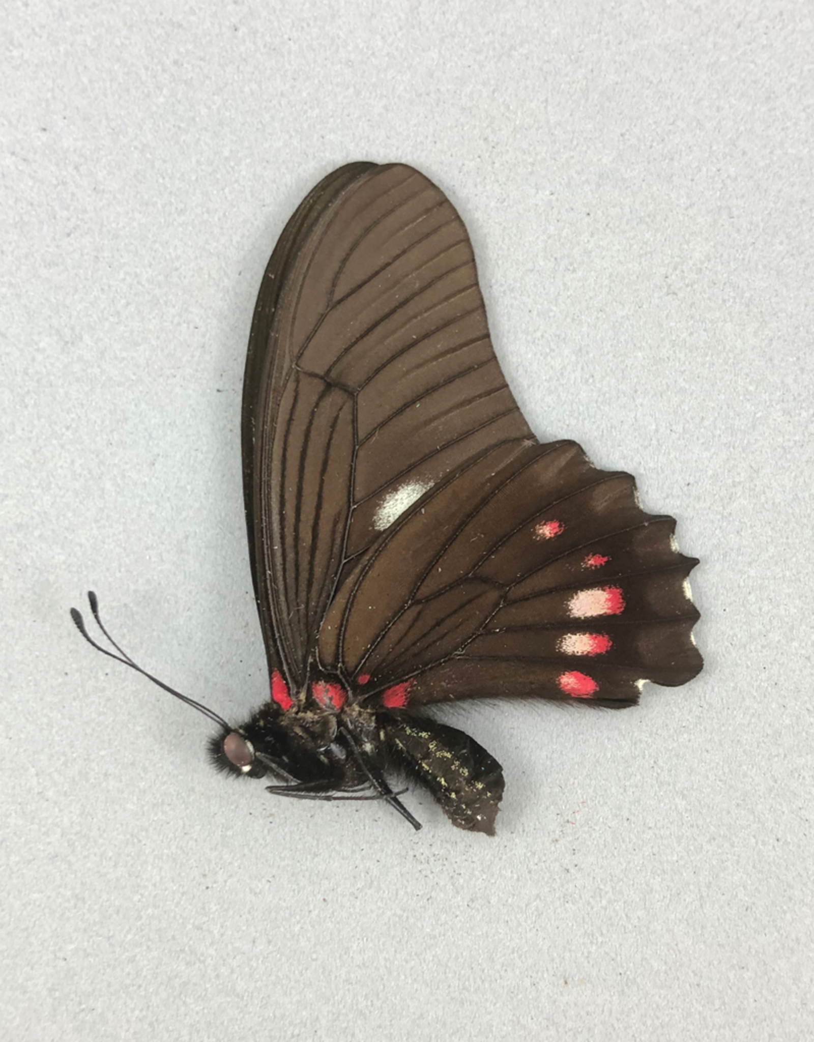 Mimoides xeniades (Eurytides harmodius) M A1 Upper Huallaga Valley, Peru