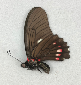 Eurytides harmodius M A1 Upper Huallaga Valley, Peru