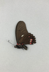 Eurytides harmodius M A1 Upper Huallaga Valley, Peru