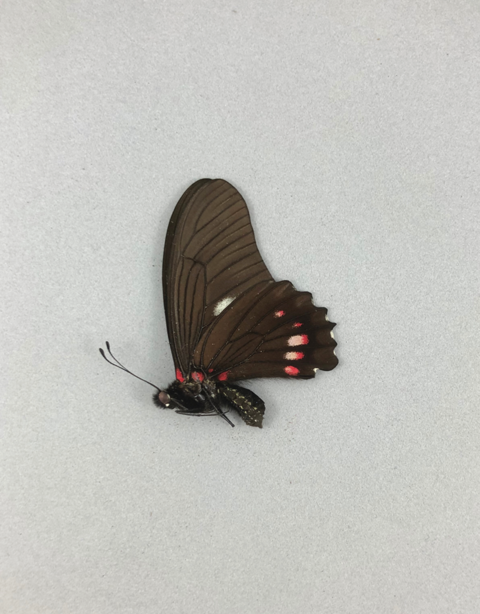 Mimoides xeniades (Eurytides harmodius) M A1 Upper Huallaga Valley, Peru