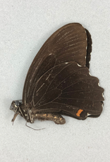 Papilio ambrax epirus M A1- Indonesia