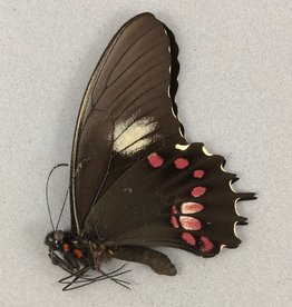Papilio isidorus isidorus M A1 Peru
