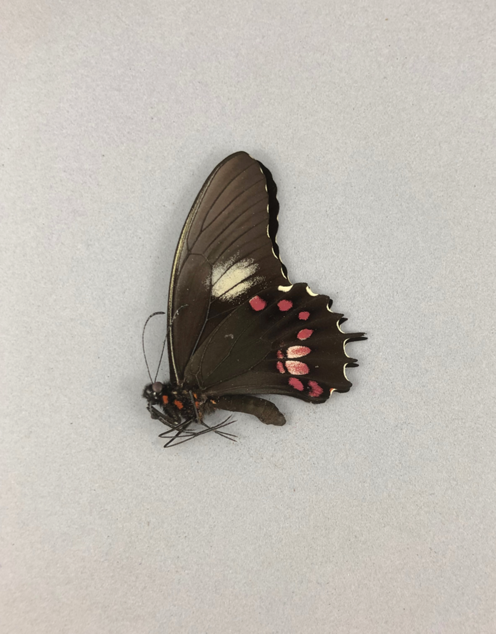 Papilio isidorus isidorus M A1 Peru