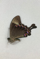 Papilio paris gedeensis M A1 Indonesia