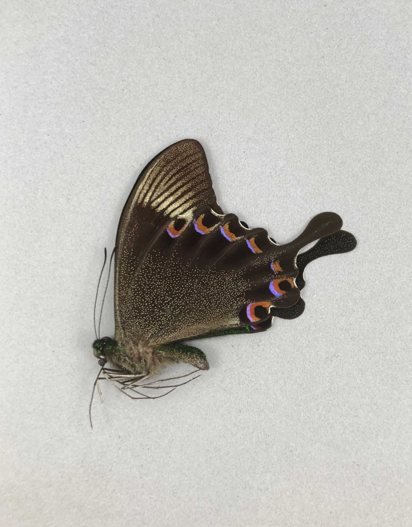 Papilio paris gedeensis M A1 Indonesia