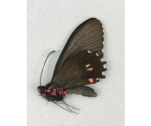 parides-erlaces-xanthias-m-a1-