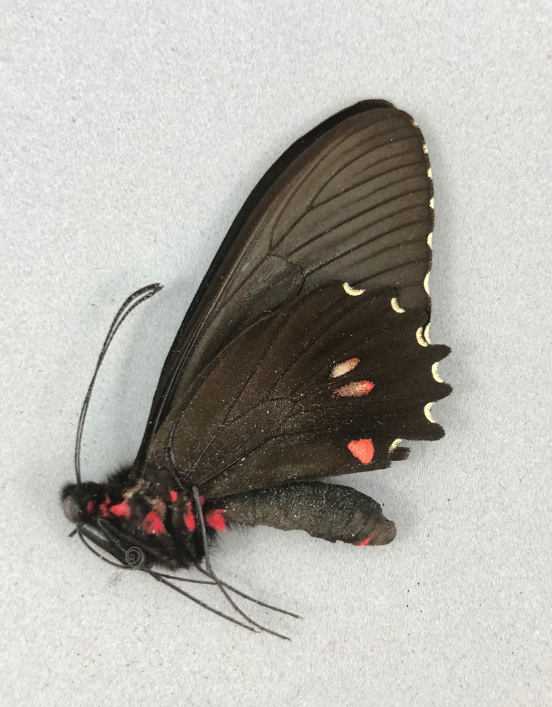 parides-erlaces-xanthias-m-a1-