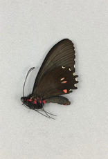 Parides erlaces xanthias M A1 Peru