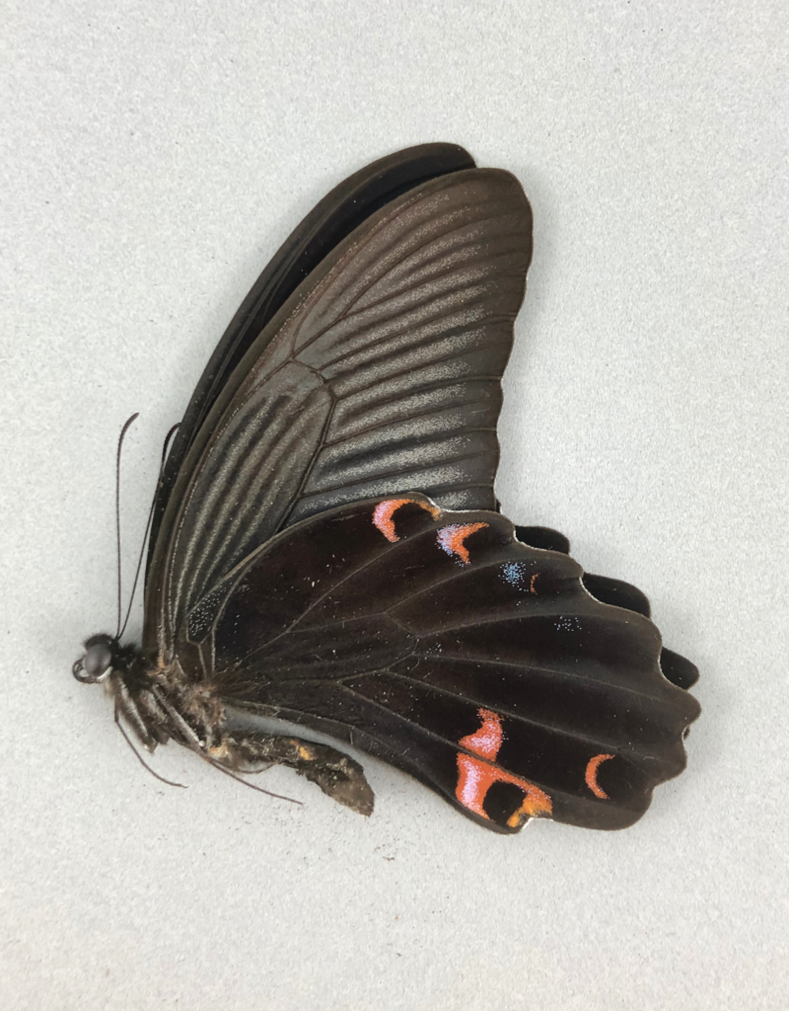 Papilio protenor amaurus M A1 Taiwan