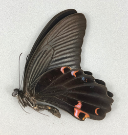 Papilio protenor amaurus M A1 Taiwan