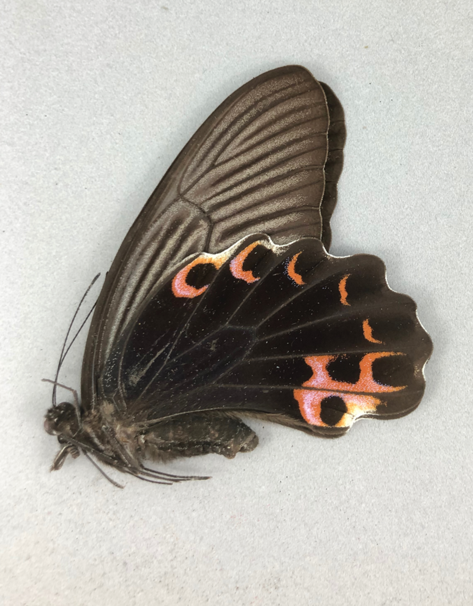 Papilio protenor amaurus F A1 Taiwan