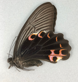Papilio protenor amaurus F A1 Taiwan