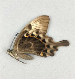 Papilio peranthus transiens M A1 Indonesia