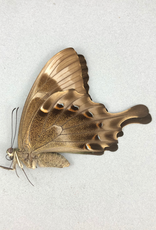 Papilio peranthus transiens F A1- Indonesia