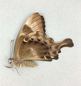 Papilio peranthus transiens F A1- Indonesia