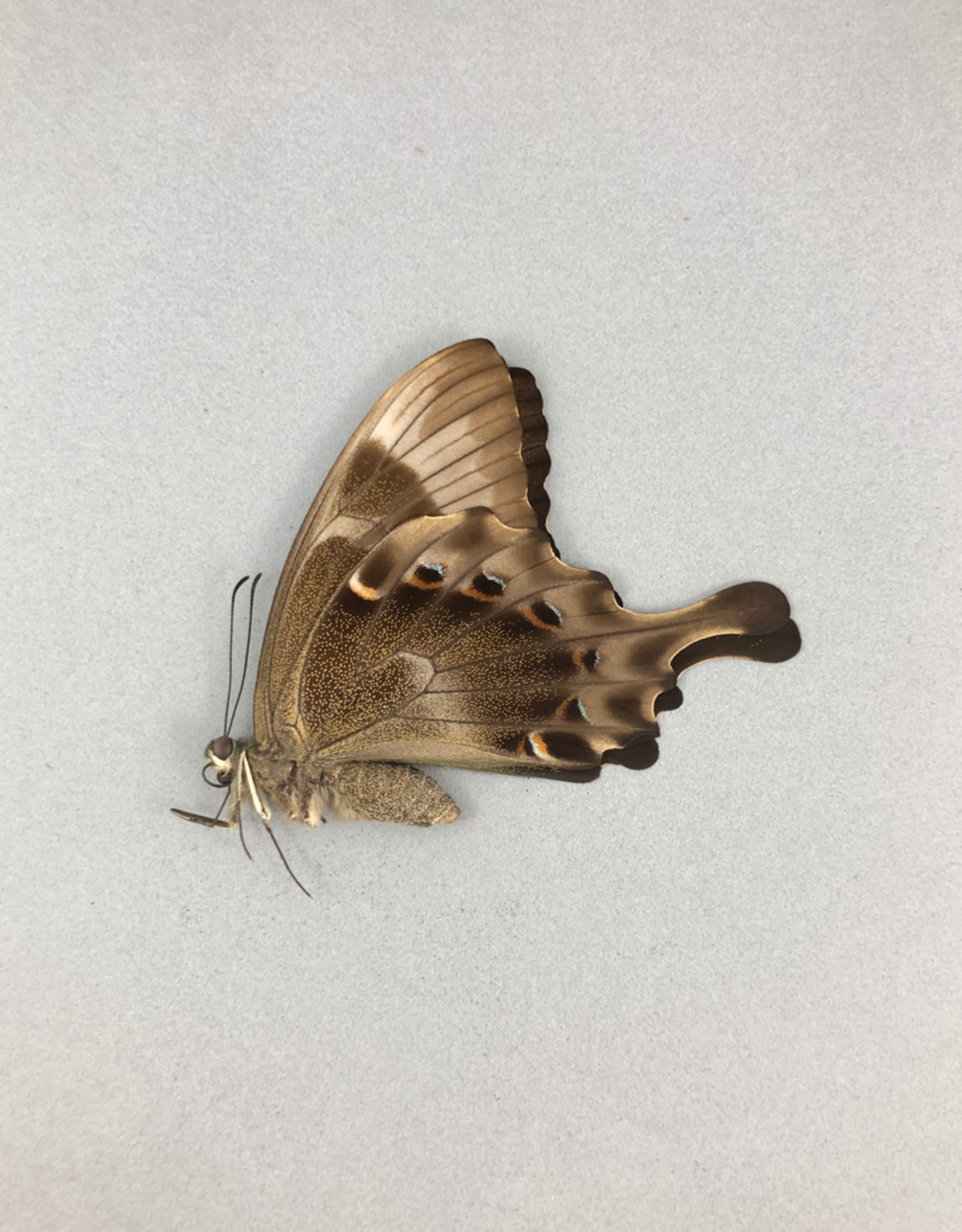 Papilio peranthus transiens F A1 Indonesia