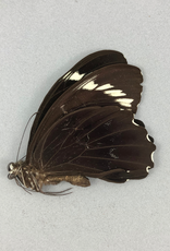 Papilio aegeus ormenus f. ormenus M A1 Indonesia