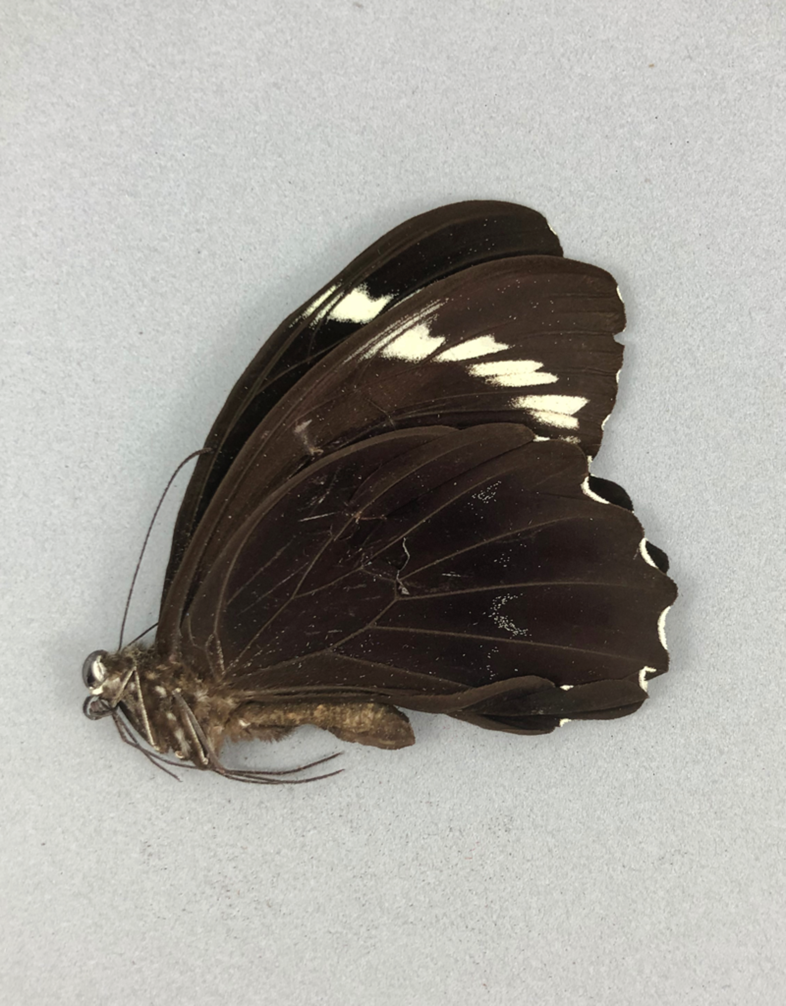 Papilio aegeus ormenus f. ormenus M A1 Indonesia