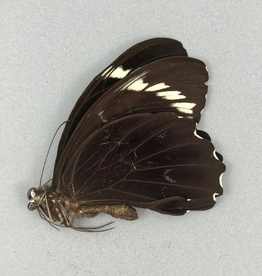Papilio aegeus ormenus f. ormenus M A1 Indonesia