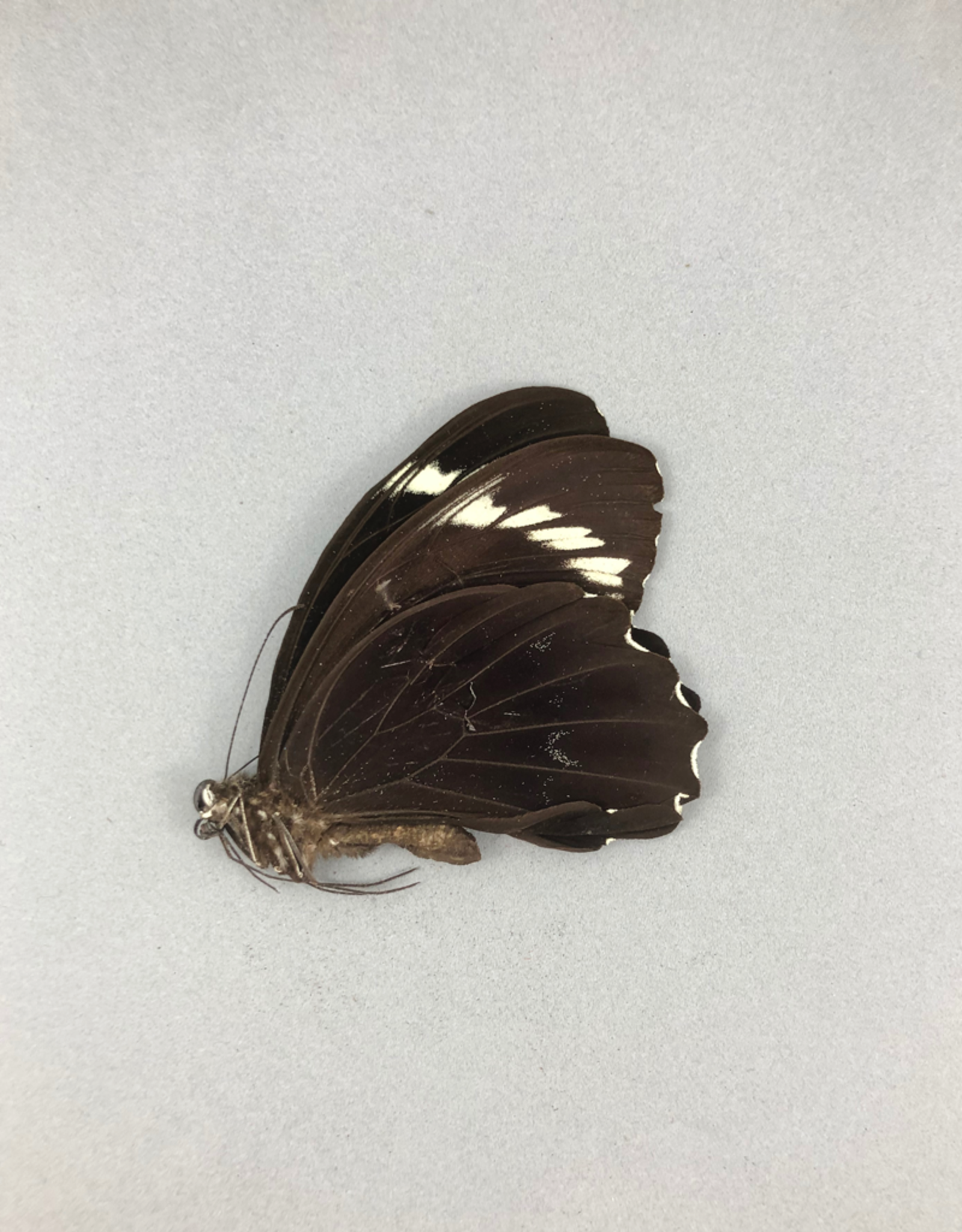 Papilio aegeus ormenus f. ormenus M A1 Indonesia