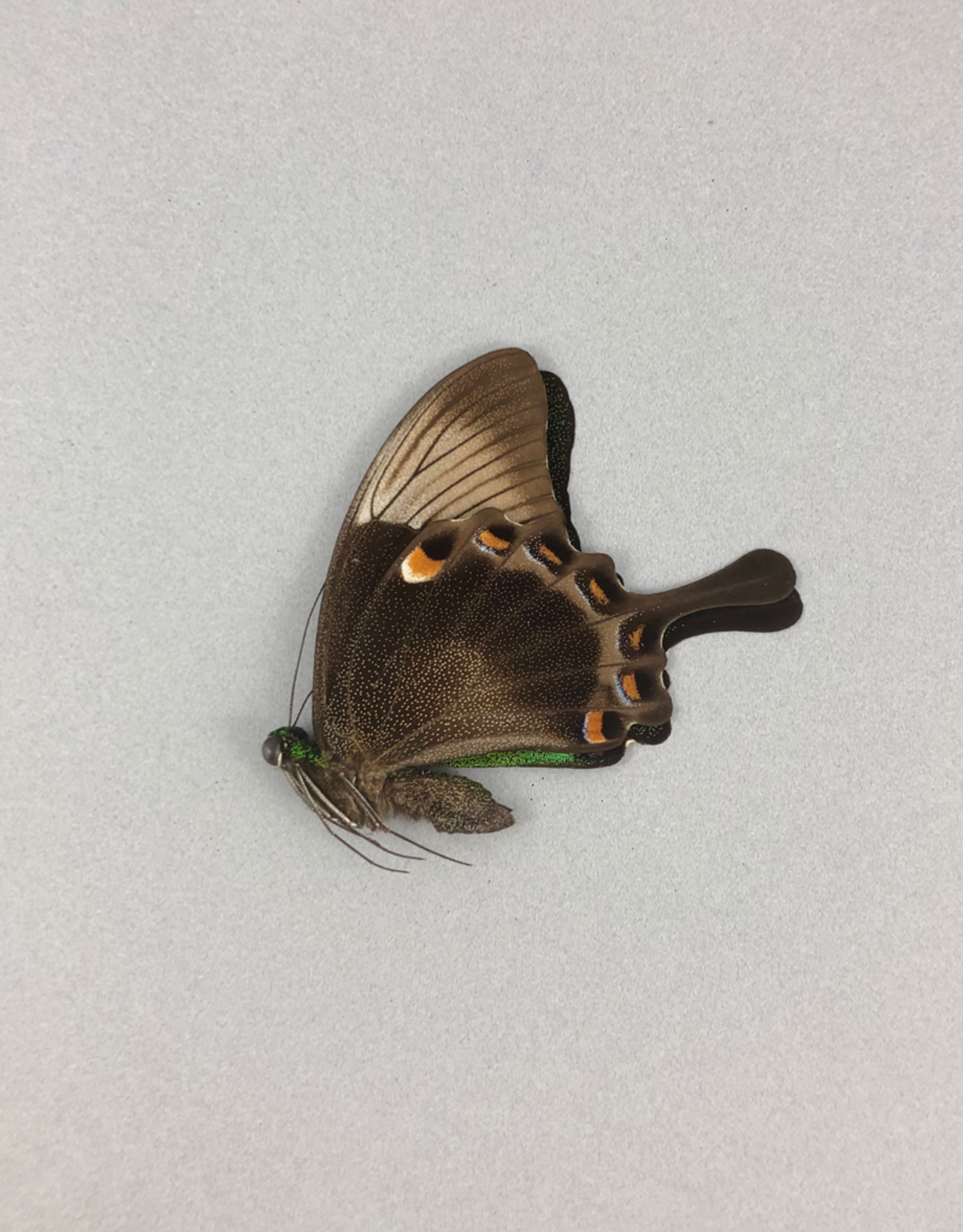 Papilio palinurus palinurus M A1 Indonesia