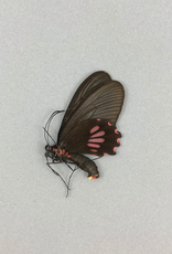 Parides neophilus olivencius F A1 Peru