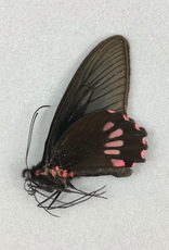 Parides neophilus olivencius M A1 Peru