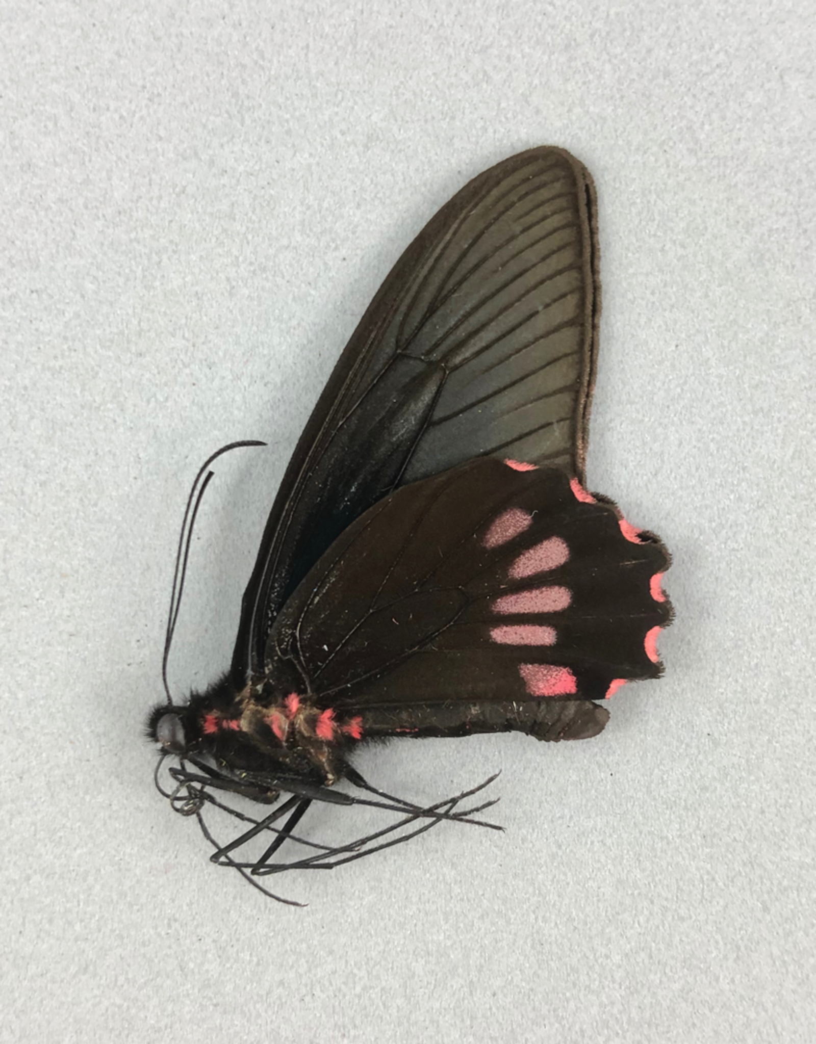 Parides neophilus olivencius M A1 Peru