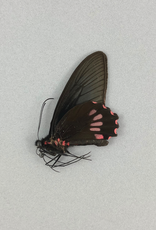 Parides neophilus olivencius M A1 Peru