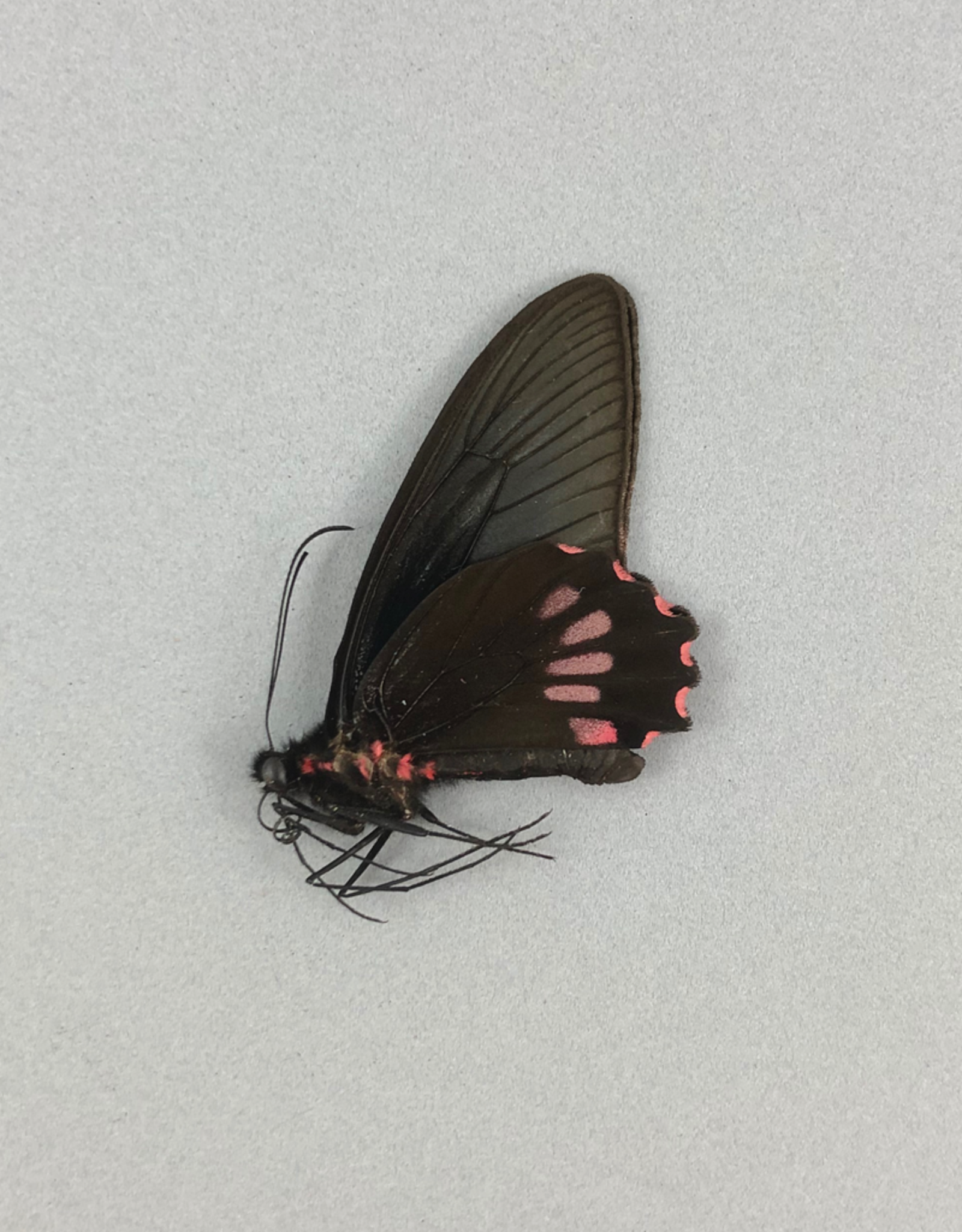 Parides neophilus olivencius M A1 Peru