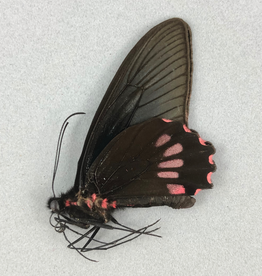 Parides neophilus olivencius PAIR A1 Peru