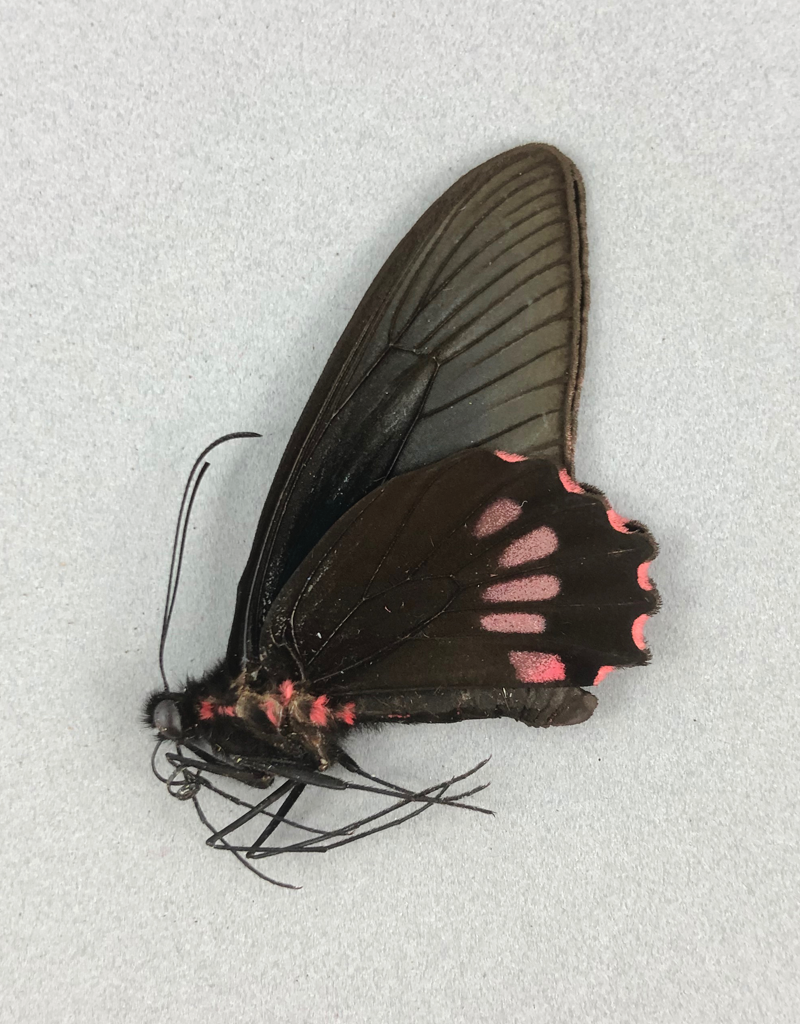 parides-neophilus-olivencius-
