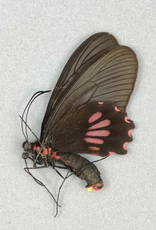 Parides neophilus olivencius PAIR A1 Peru