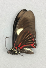 Eurytides pausianus M A1 Peru