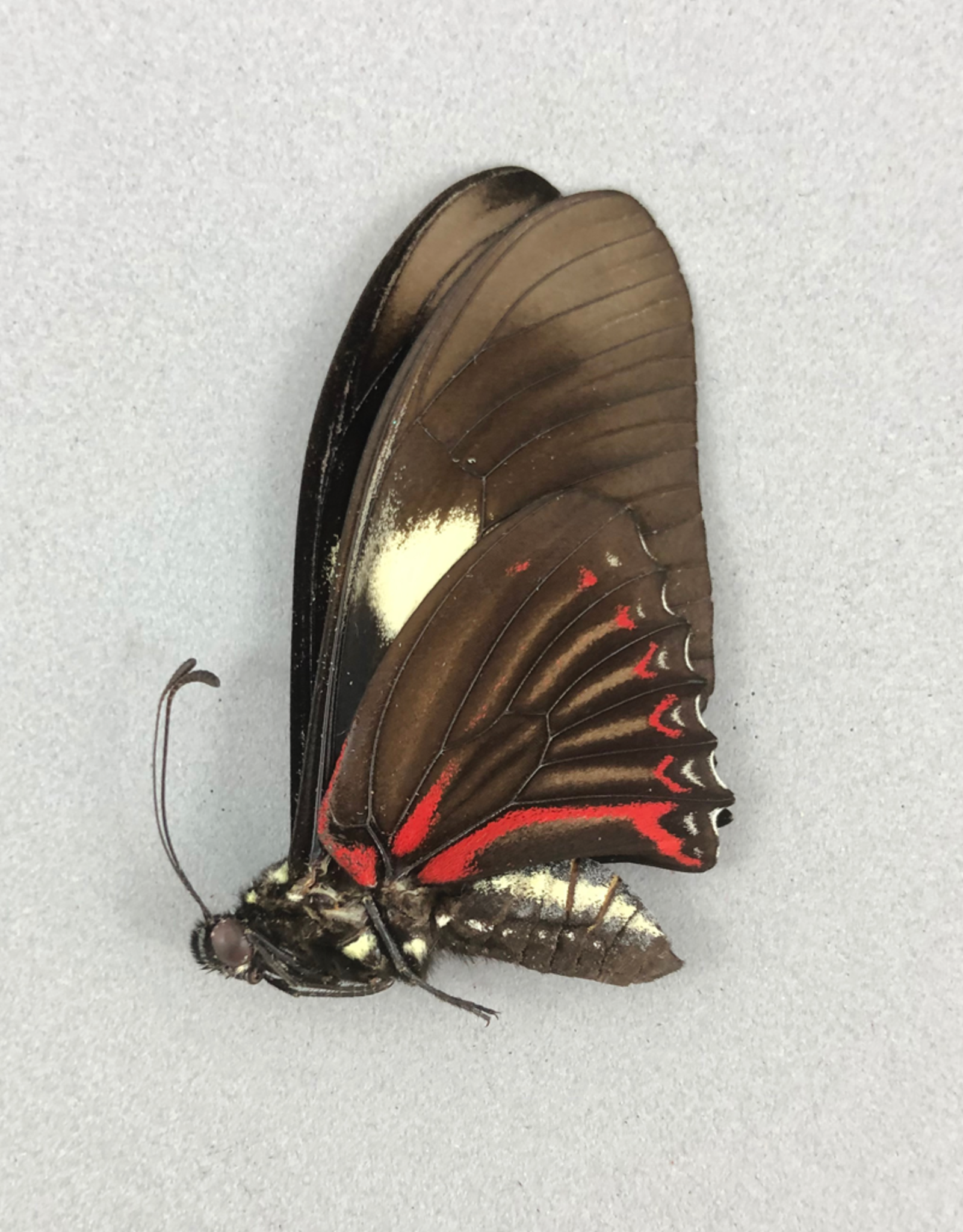 Eurytides pausianus M A1 Peru