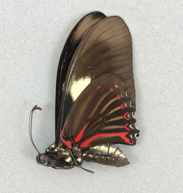Eurytides pausianus M A1 Peru