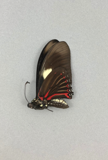 Eurytides pausianus M A1 Peru