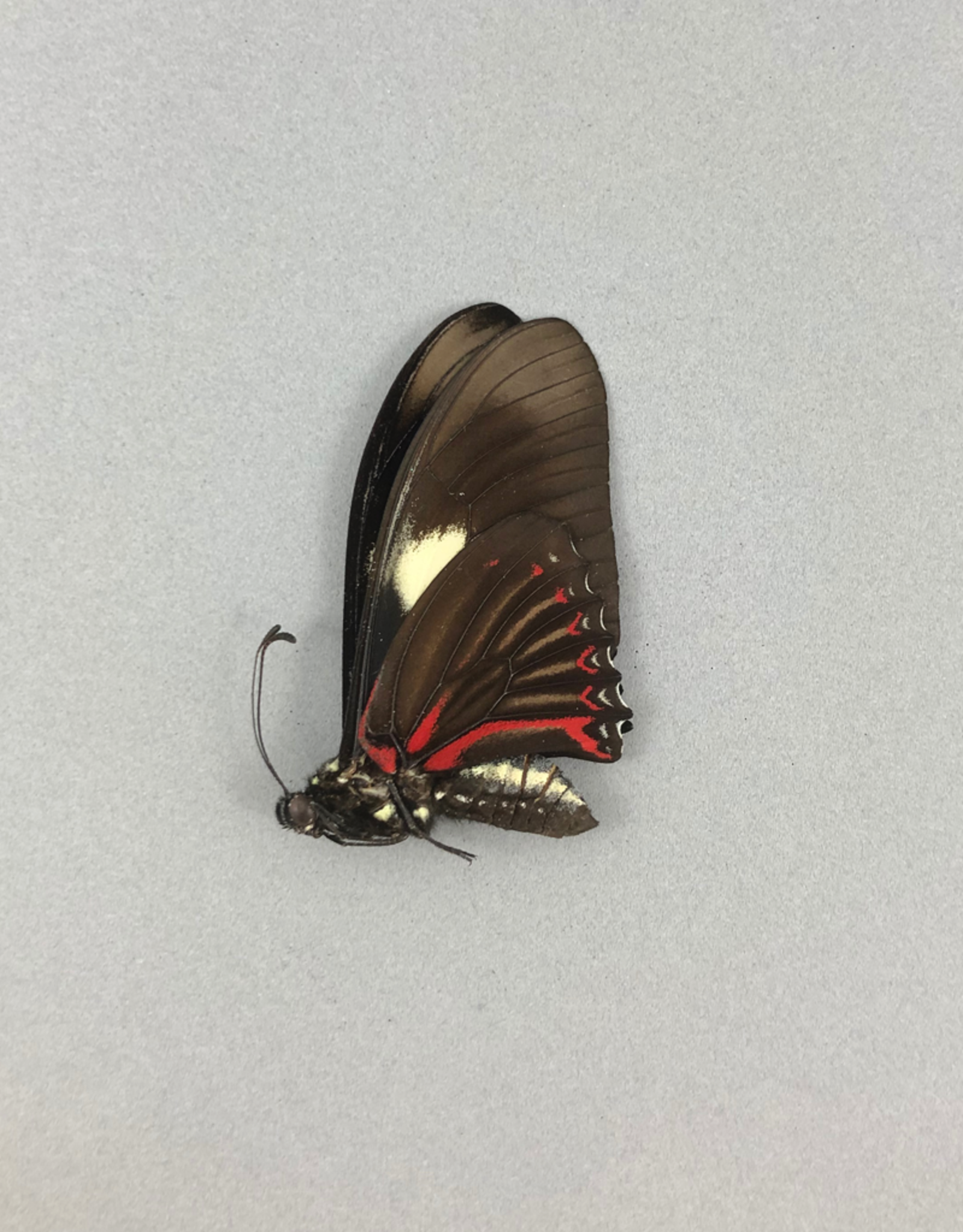 Eurytides pausianus M A1 Peru