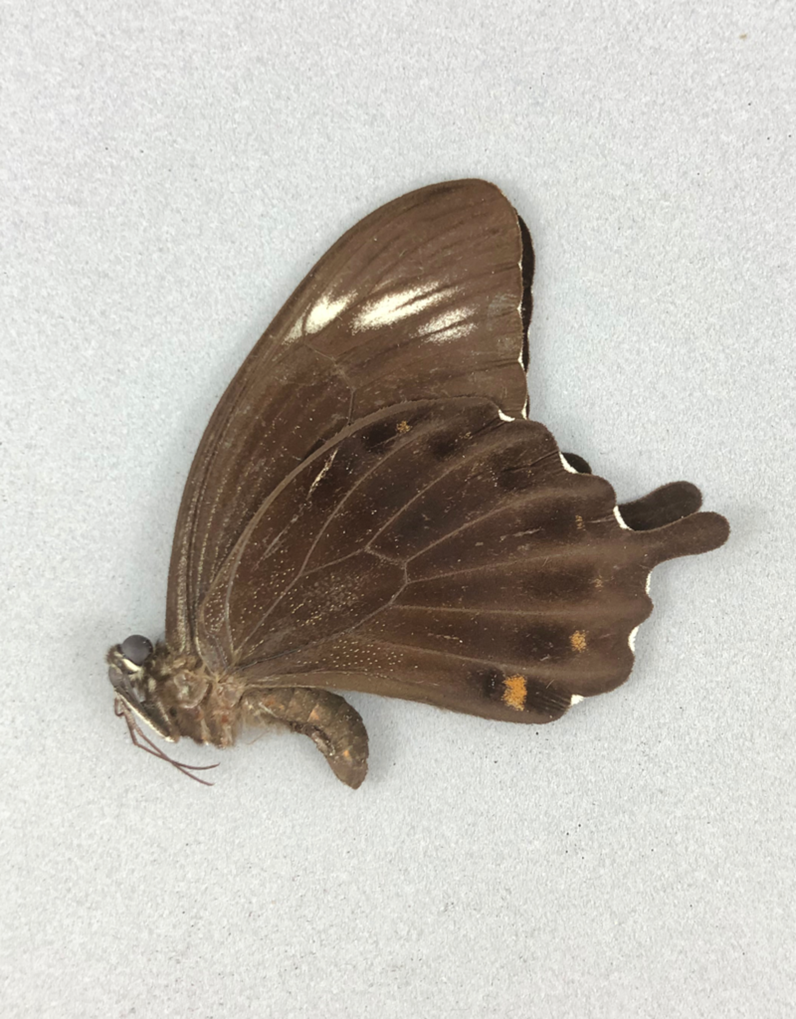 Papilio fuscus thomsoni M A1- Indonesia