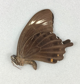 Papilio fuscus thomsoni M A1- Indonesia