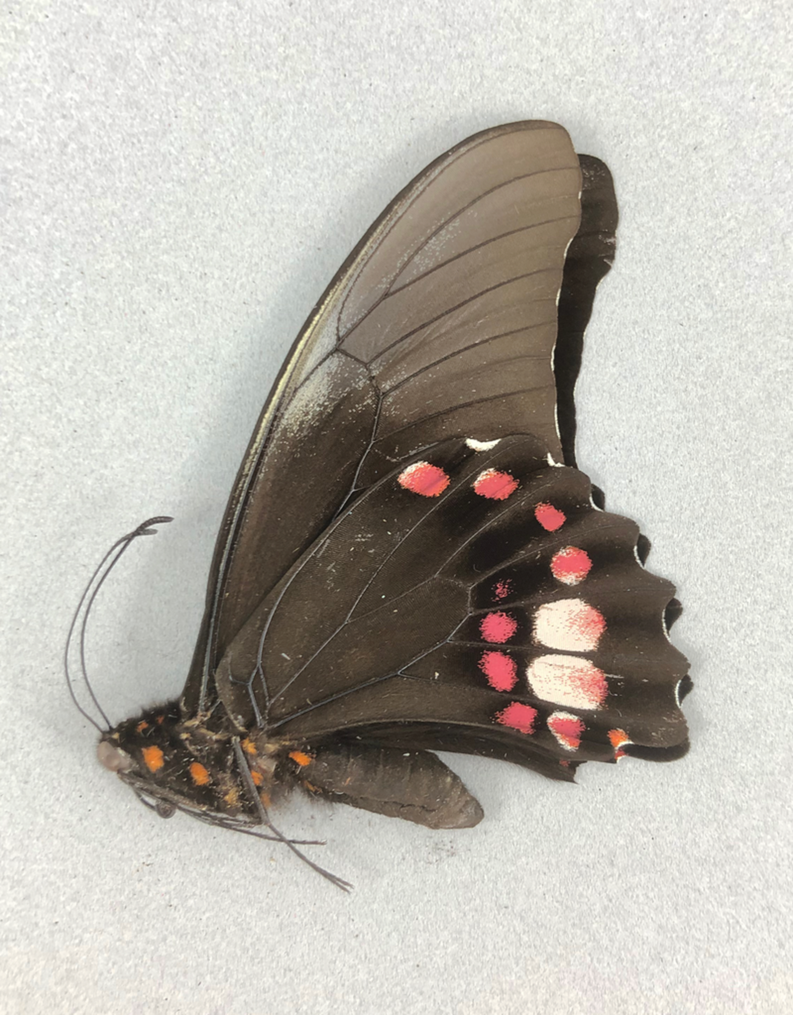 Papilio anchiasades idaeus M A1 Peru