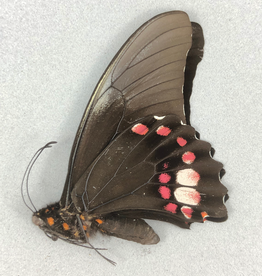 Papilio anchiasades idaeus M A1 Peru