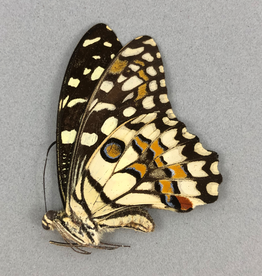 Papilio demoleus ssp.? F A1 Sri Lanka a.o.