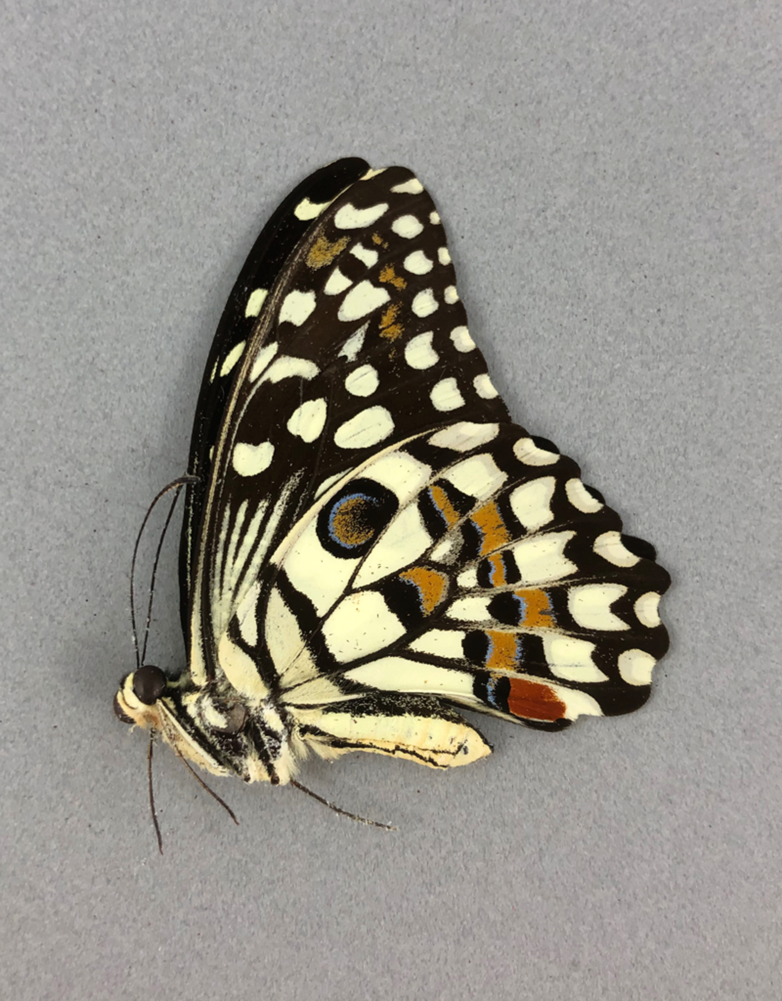 Papilio demoleus ssp.? F A1 Sri Lanka a.o.