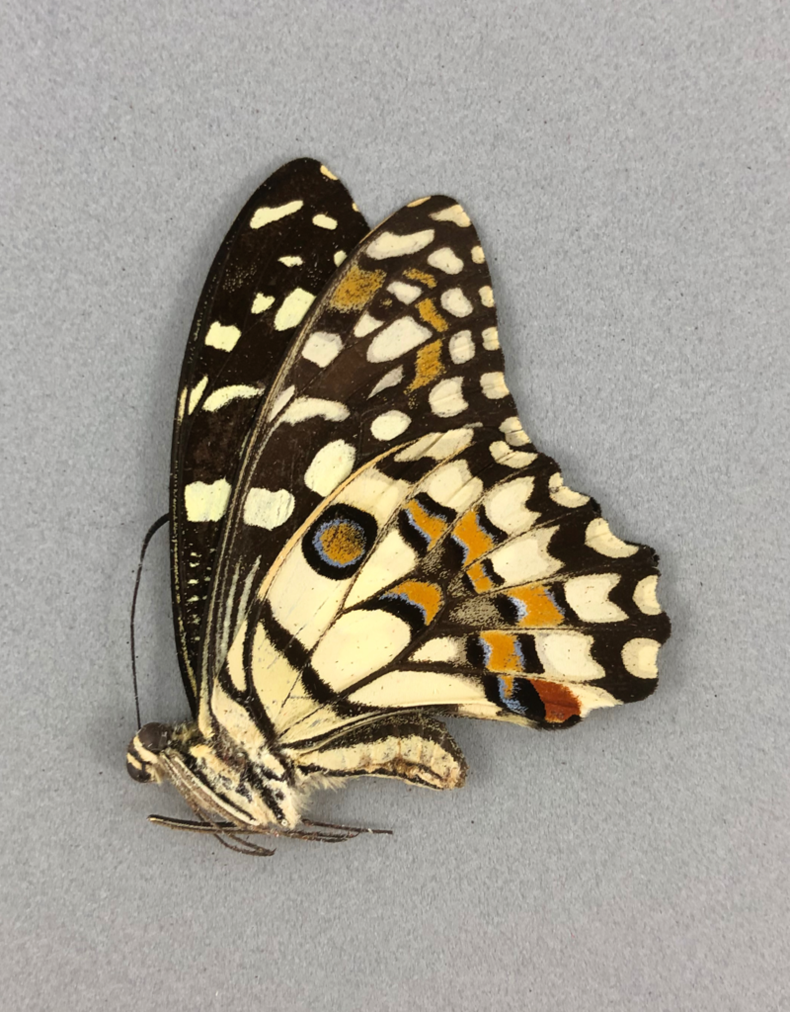 Papilio demoleus ssp.? F A1/A1- Sri Lanka a.o.