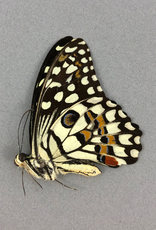 Papilio demoleus ssp.? F A1/A1- Sri Lanka a.o.