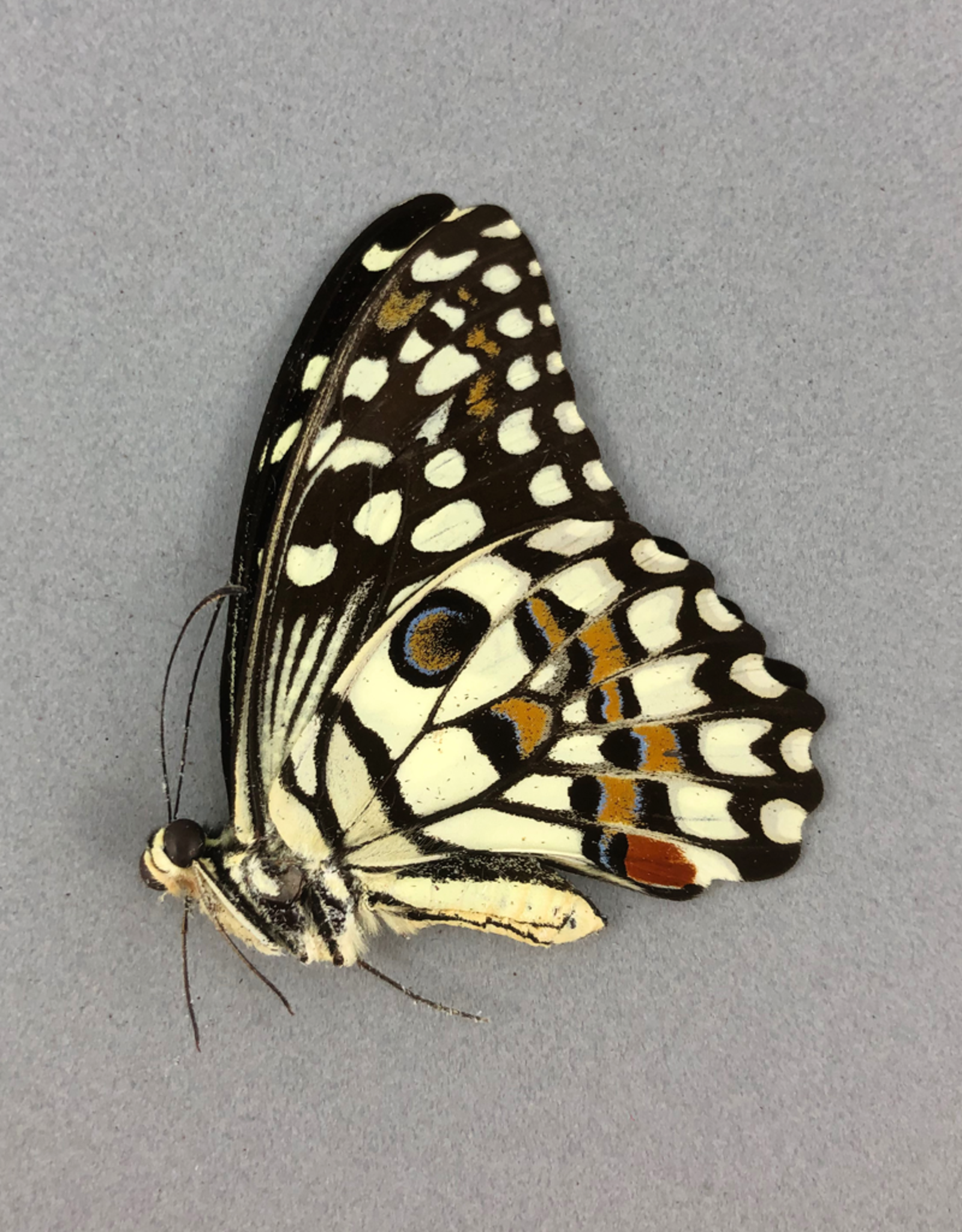 Papilio demoleus ssp.? F A1/A1- Sri Lanka a.o.