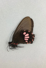 Parides lysander brissonius F A1 Peru