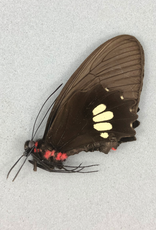 Parides pizarro F A1 Peru