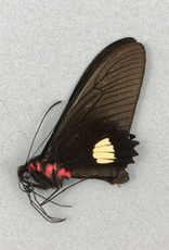 Parides pizarro M A1 Peru